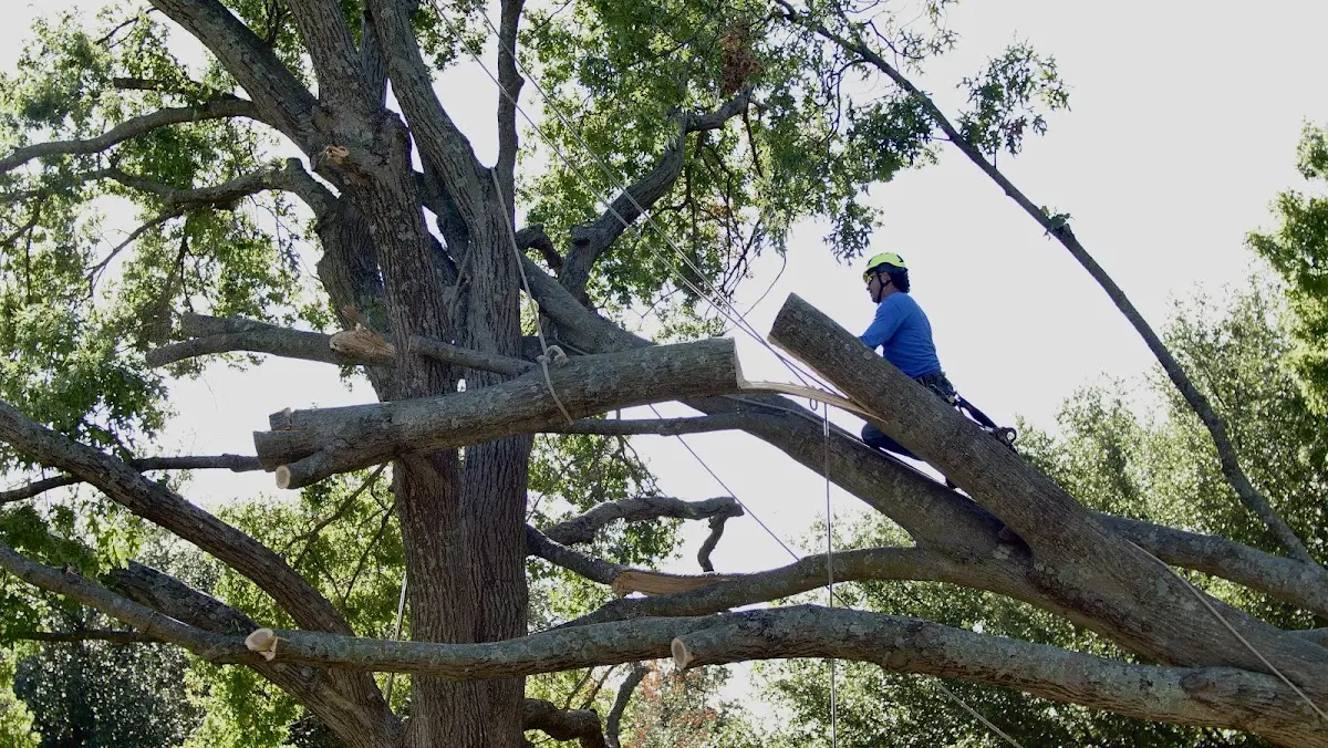 Professional Hazardous Tree Removal performed by certified arborists in Goodman