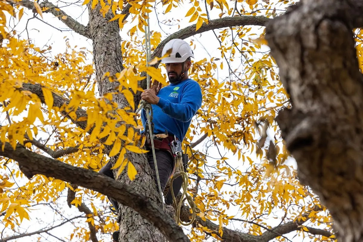 Skilled Storm Damage Cleanup crew working in Goodman